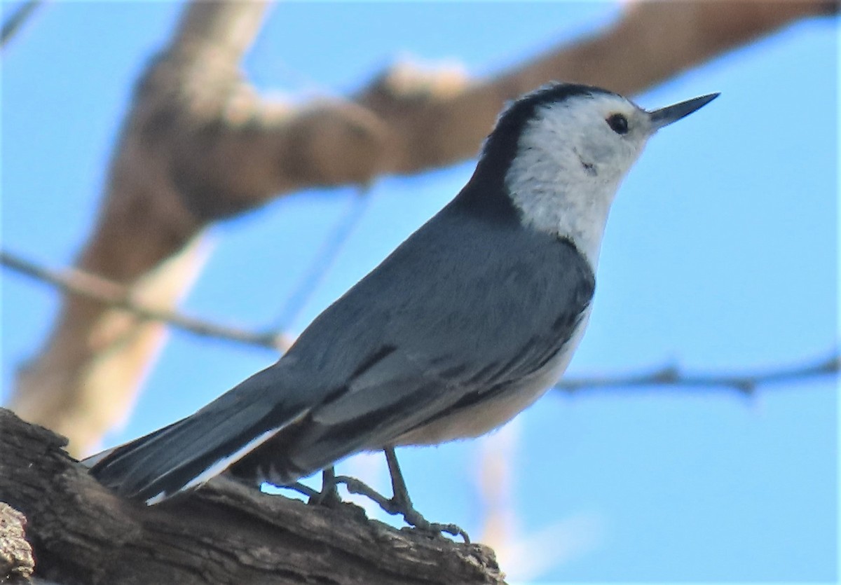 White-breasted Nuthatch - Mark Romero