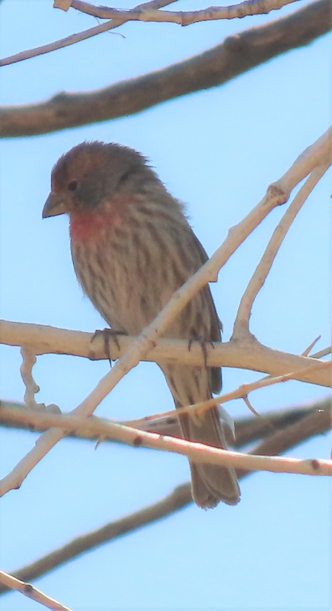 House Finch - ML557114081