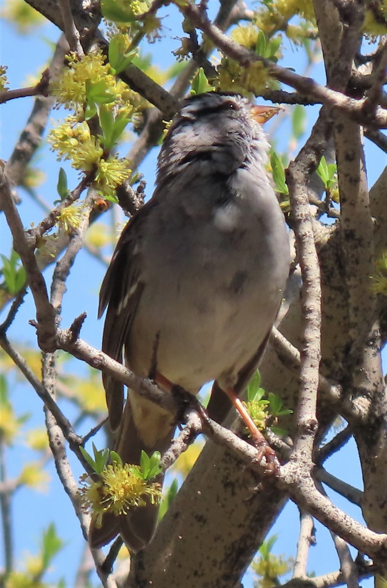White-crowned Sparrow - ML557114291