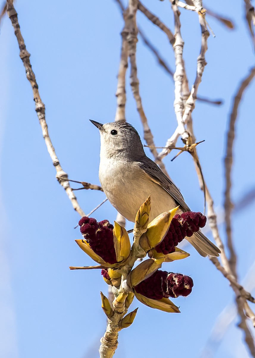 Lucy's Warbler - Verlee Sanburg