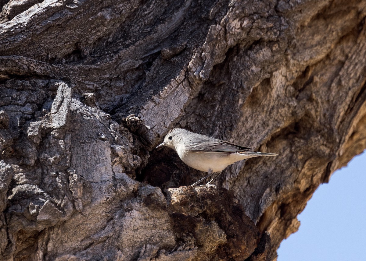 Lucy's Warbler - Verlee Sanburg