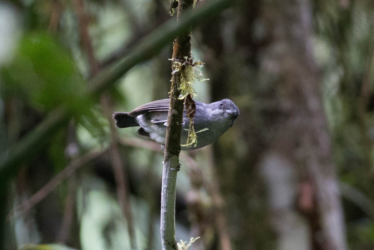 Plain Antvireo - ML55711511