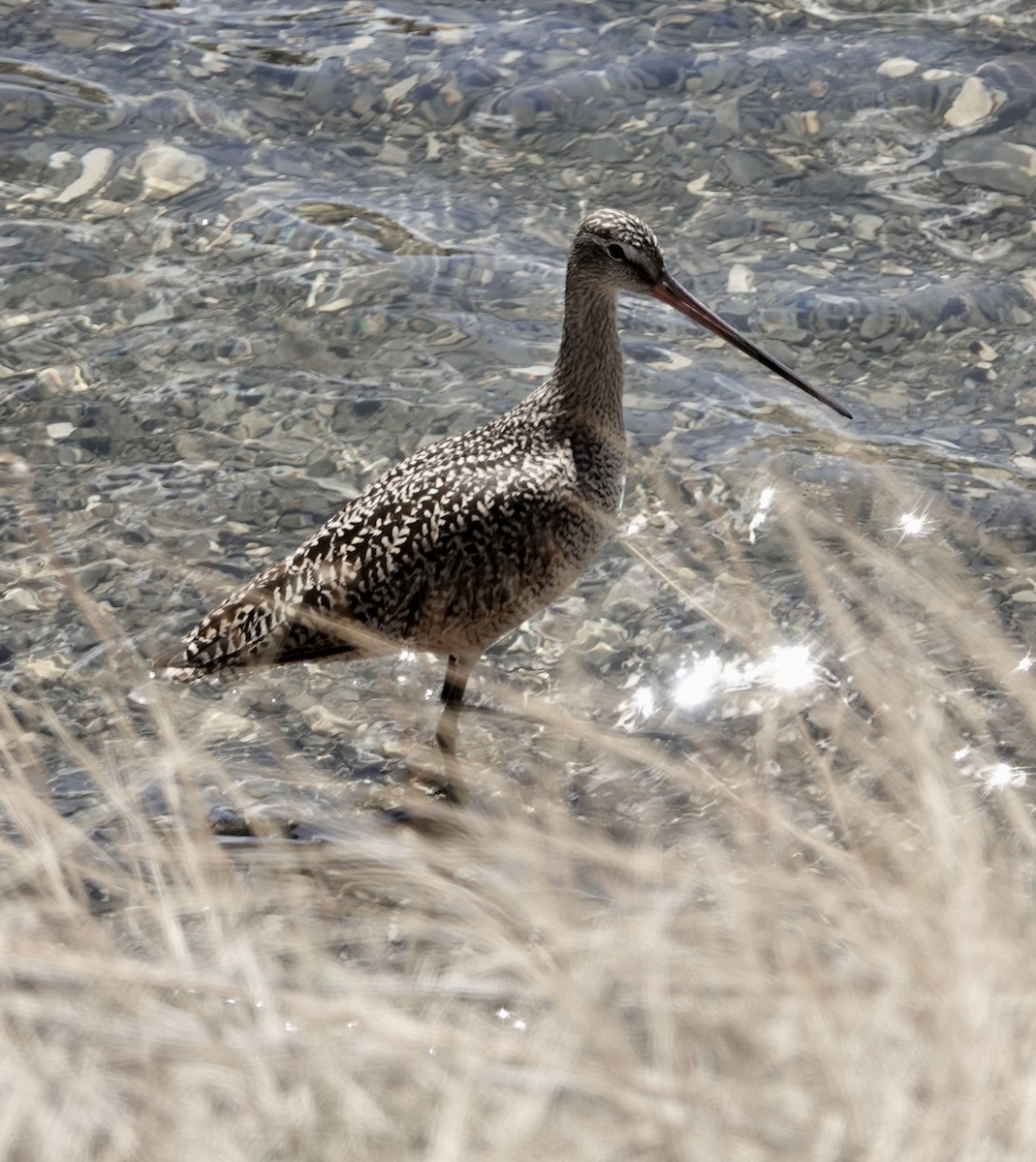 Marbled Godwit - ML557115181