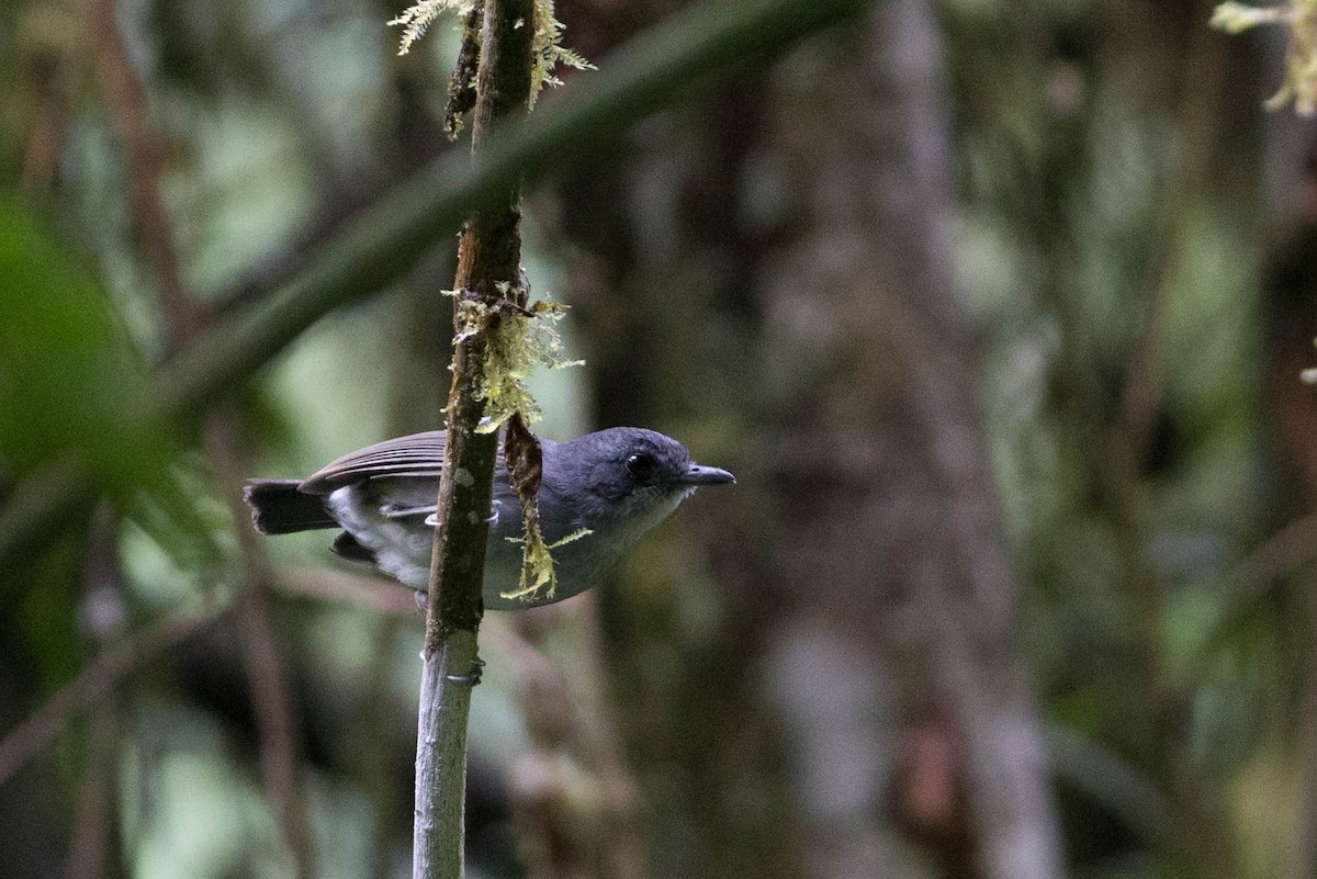 Plain Antvireo - Chris Wood