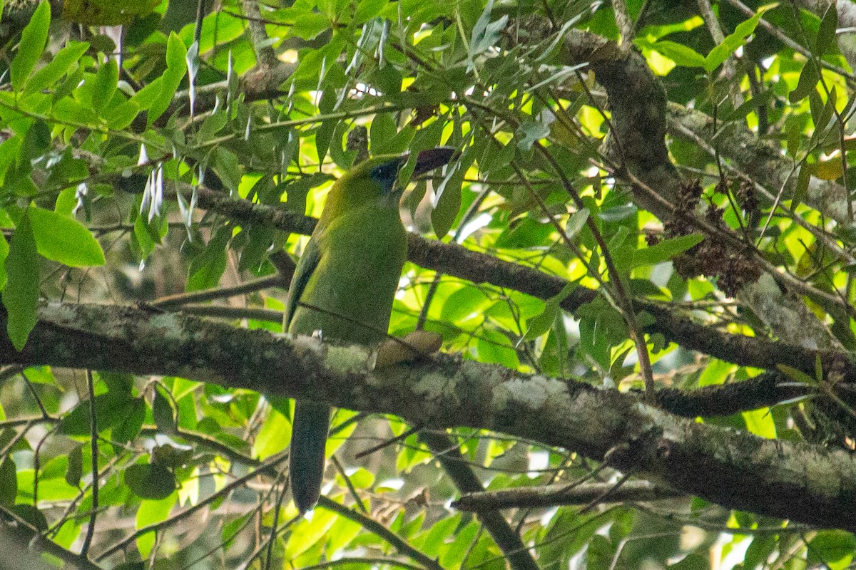 Toucanet à bec sillonné - ML557115341