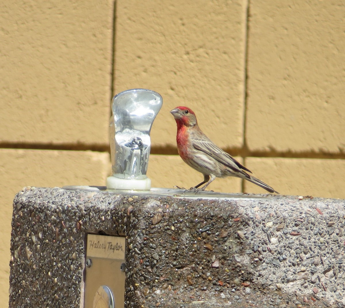 House Finch - Chris O'Connell