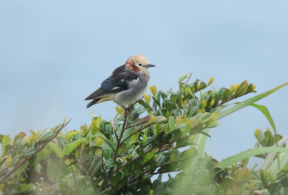 Chestnut-cheeked Starling - Allen Lyu