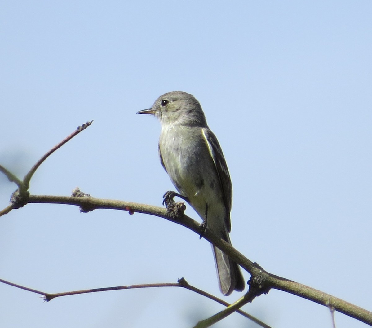 Gray Flycatcher - Chris O'Connell