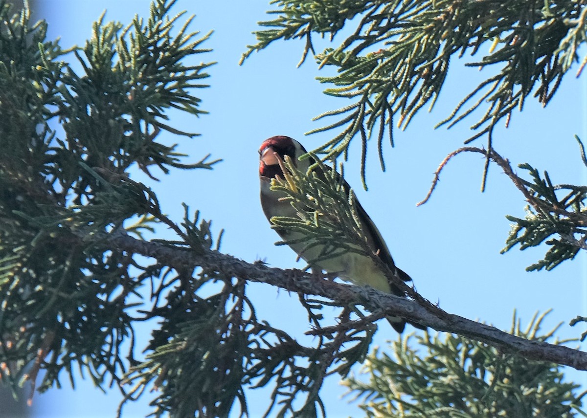 Jilguero Europeo - ML557116661