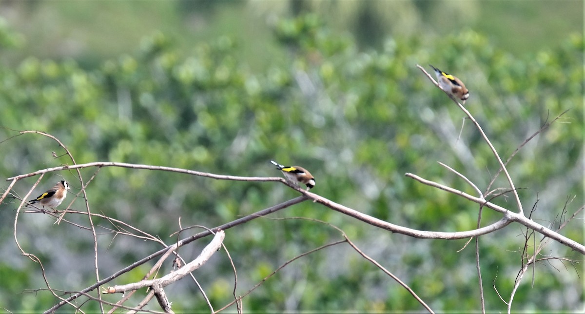 Jilguero Europeo - ML557116701