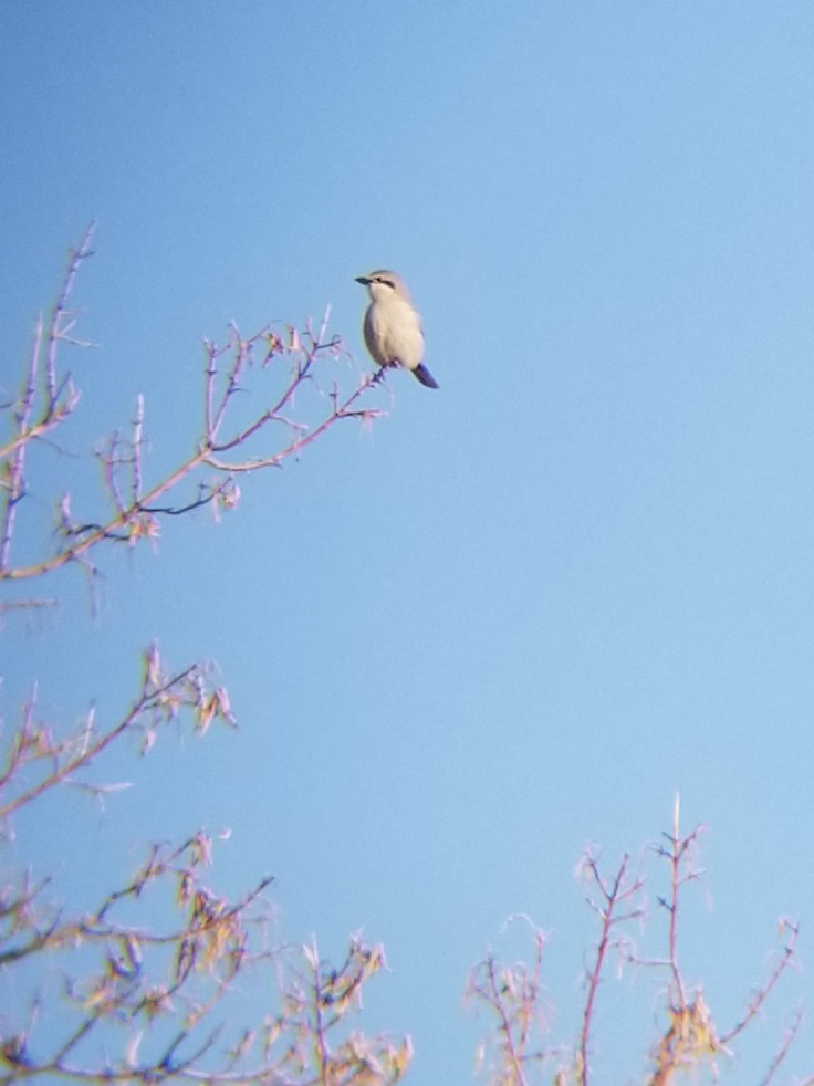 Northern Shrike - ML557117351