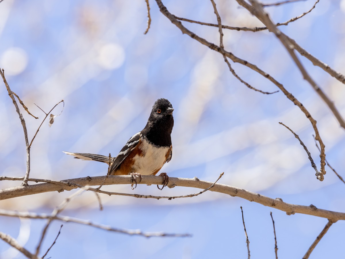 Spotted Towhee - Verlee Sanburg