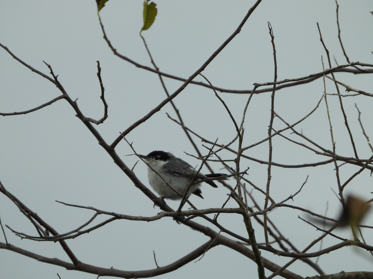 leskot peruánský - ML557117731