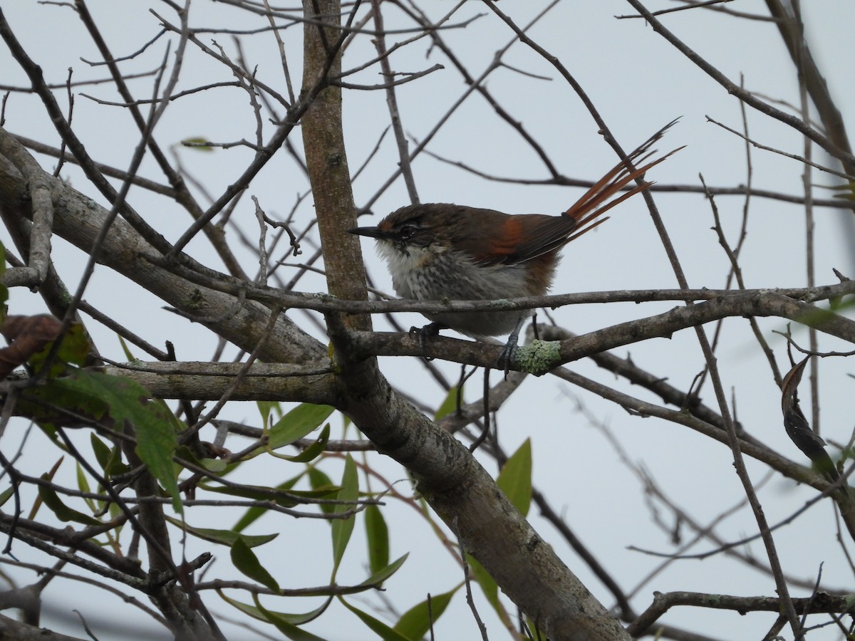 Chinchipe Spinetail - ML557118911