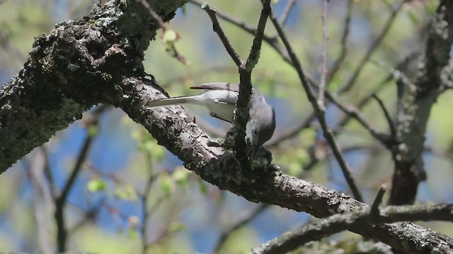 Blue-gray Gnatcatcher - ML557119381