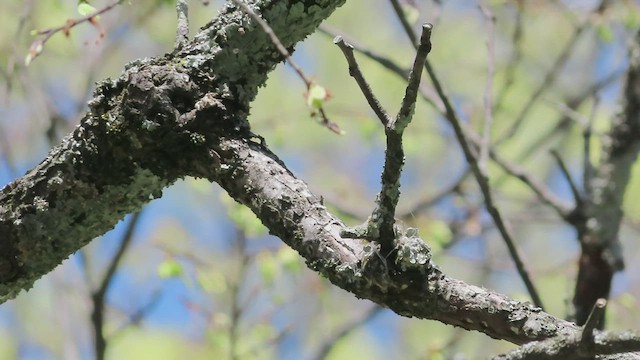 Blue-gray Gnatcatcher - ML557120311