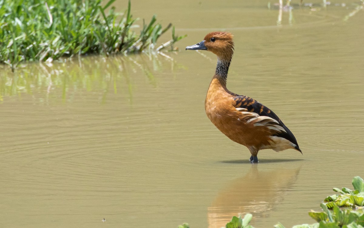 Fulvous Whistling-Duck - ML557122101