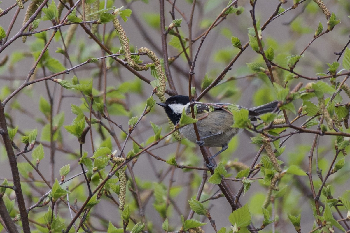 Mésange noire - ML557123901