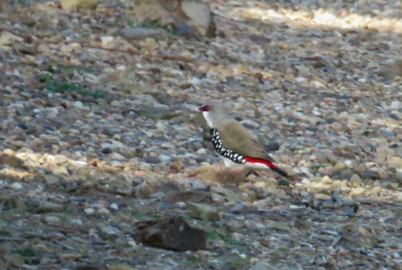 Diamond Firetail - Jude Friesen