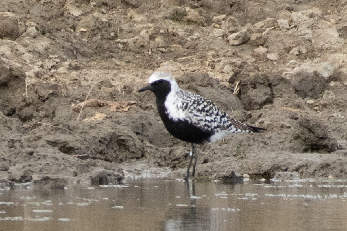 Black-bellied Plover - ML557124911