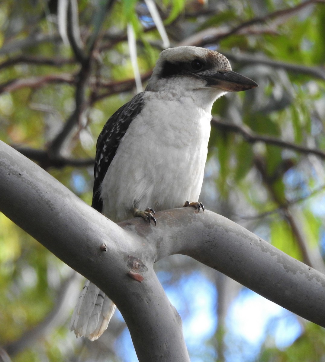 Laughing Kookaburra - ML557126641