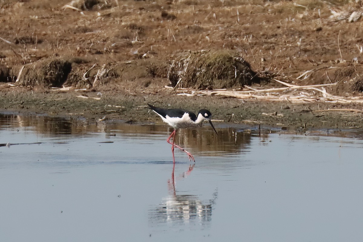 Black-necked Stilt - ML557126891