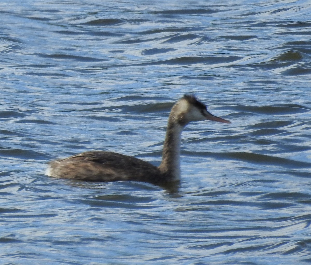 Great Crested Grebe - ML557128791