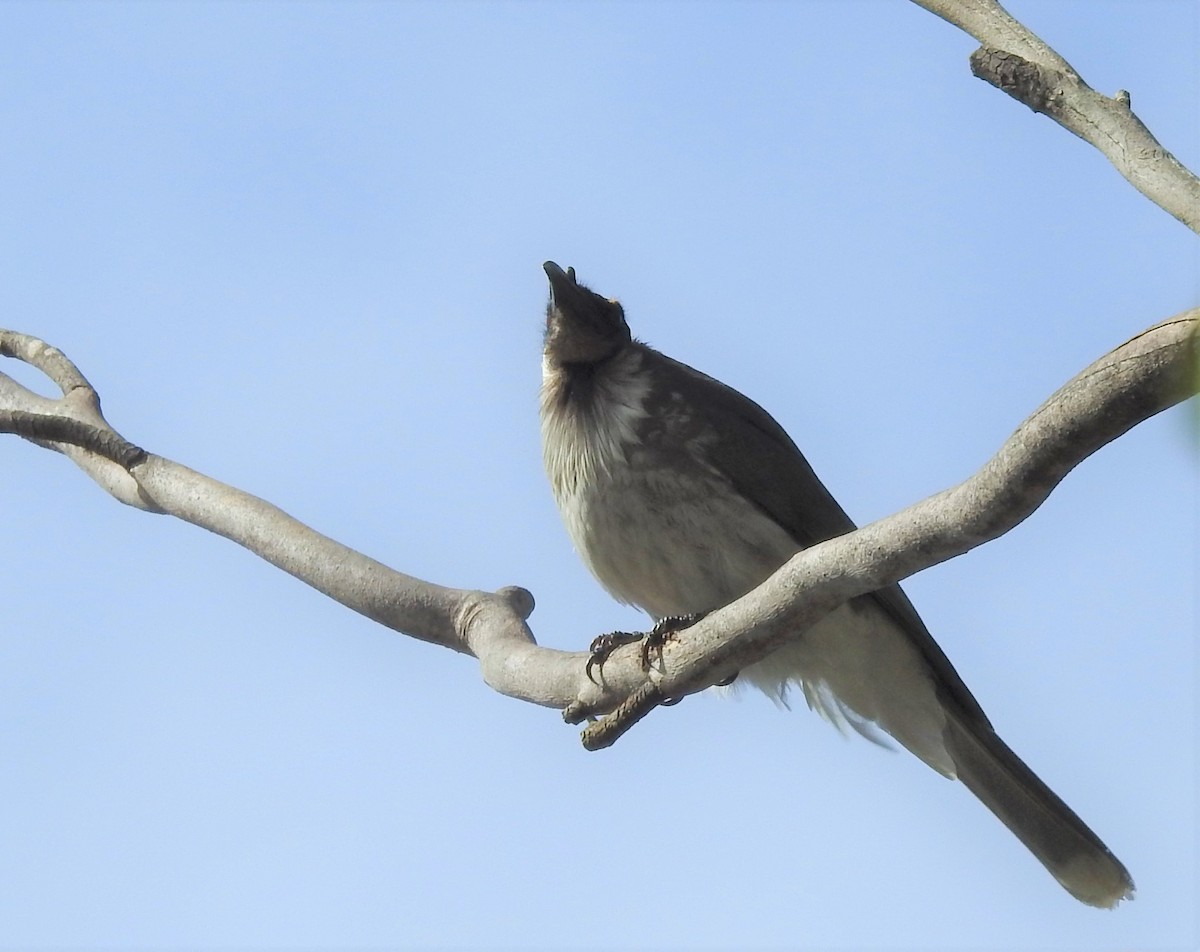 Noisy Friarbird - ML557128891