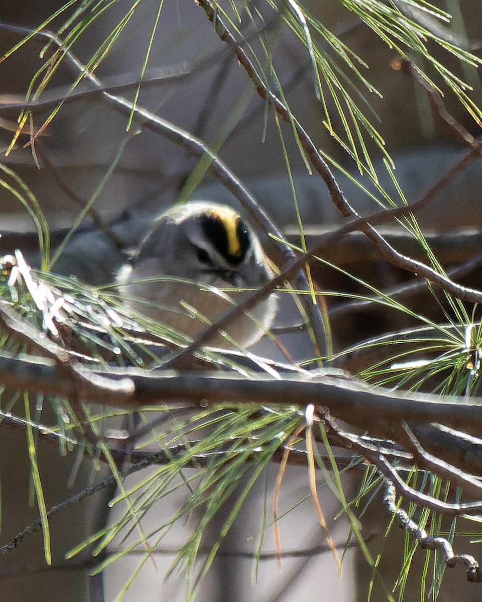 Golden-crowned Kinglet - ML557129401