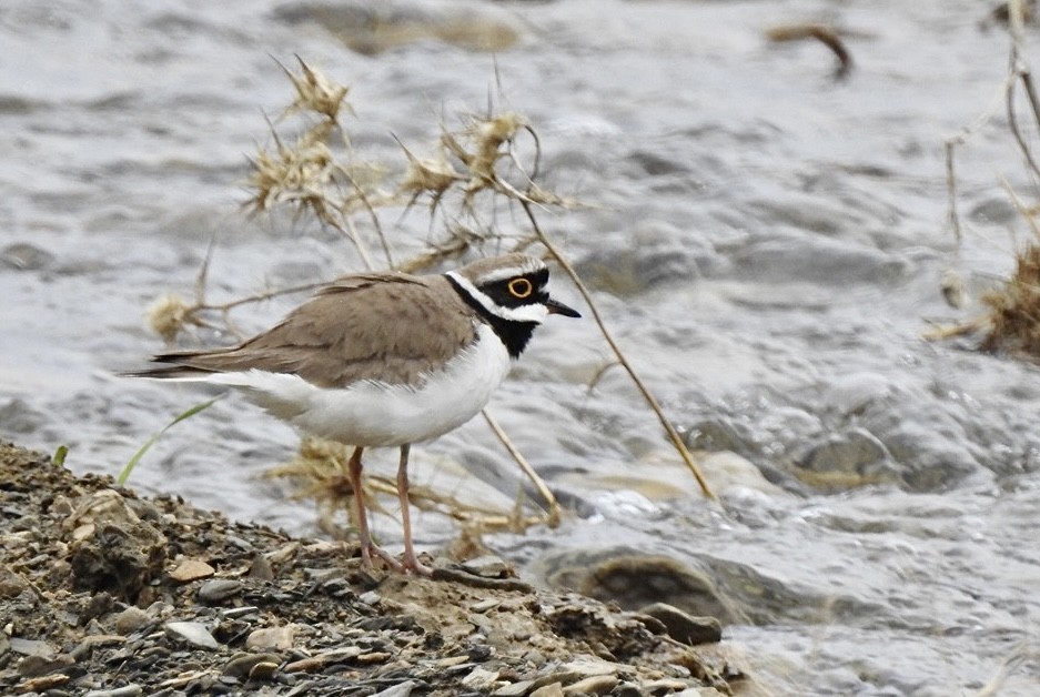 Little Ringed Plover - ML557131131