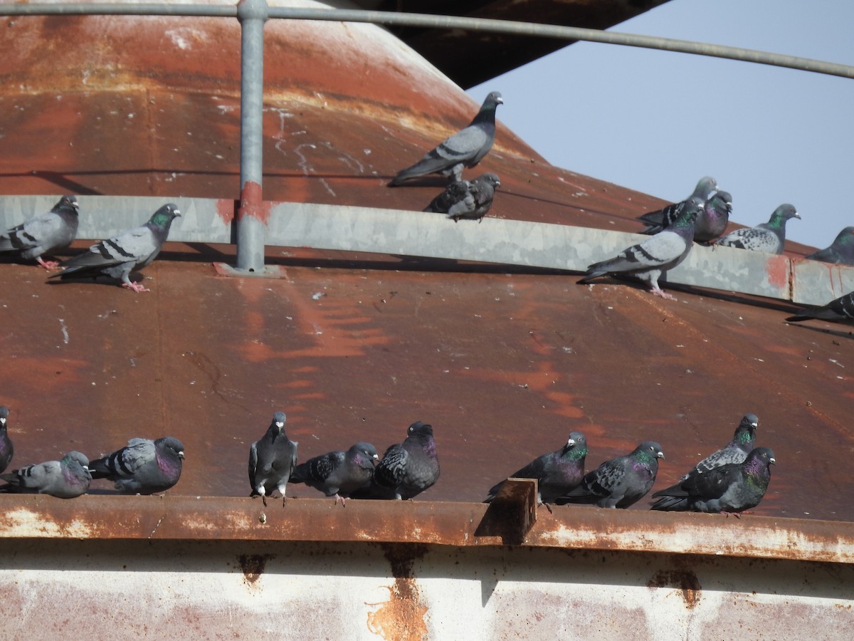 Rock Pigeon (Feral Pigeon) - ML557132171