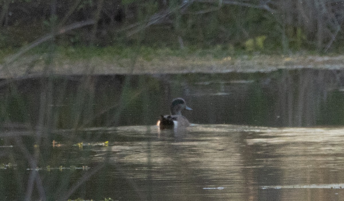 American Wigeon - Liam Huber