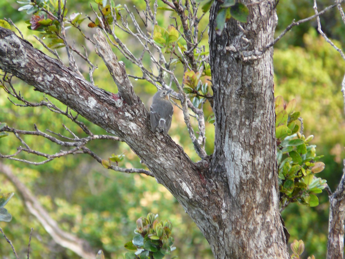 Elepaio de Kauai - ML557133281