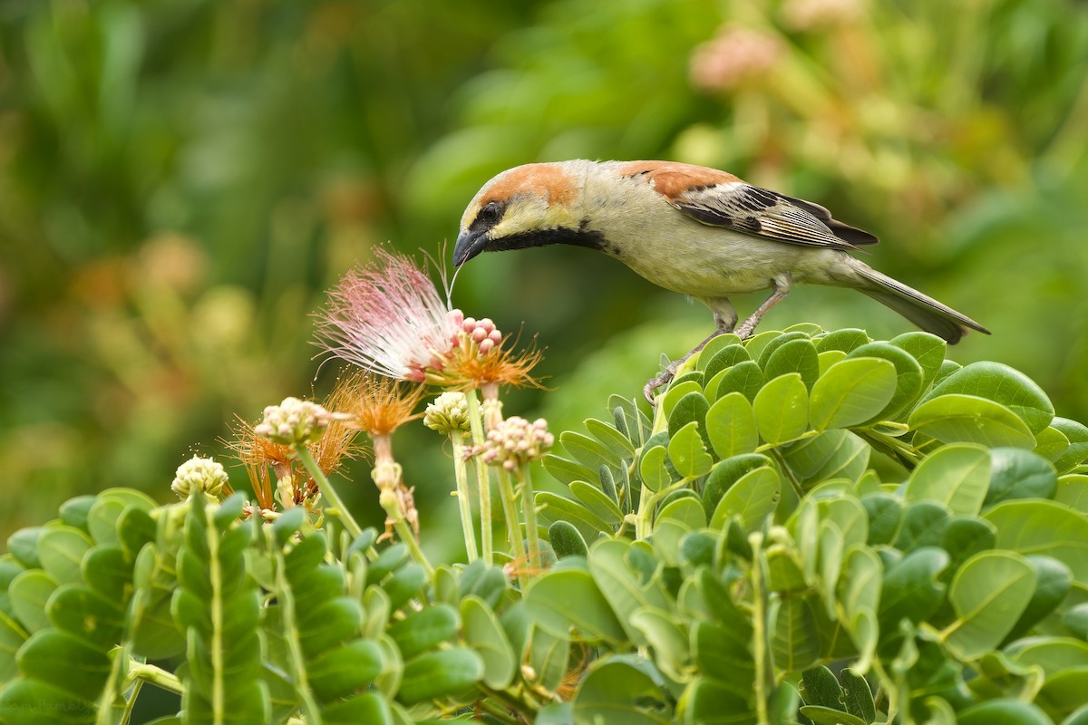Plain-backed Sparrow - ML557135541