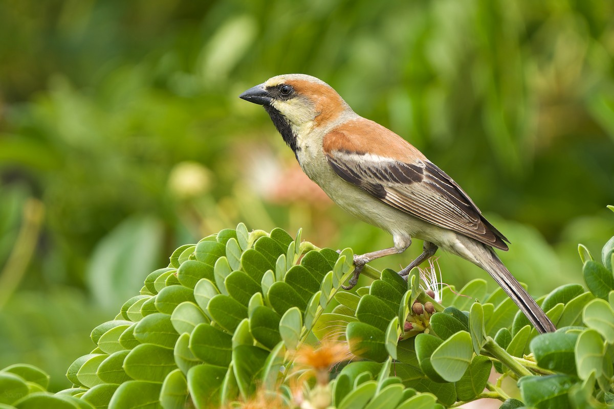 Plain-backed Sparrow - ML557135551