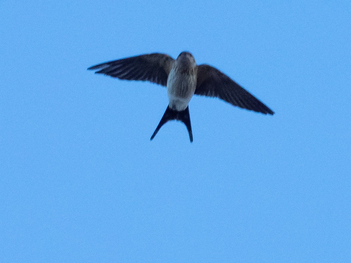 Red-rumped Swallow - Chie Hizu
