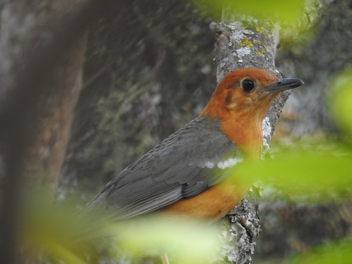 Orange-headed Thrush - ML557136191