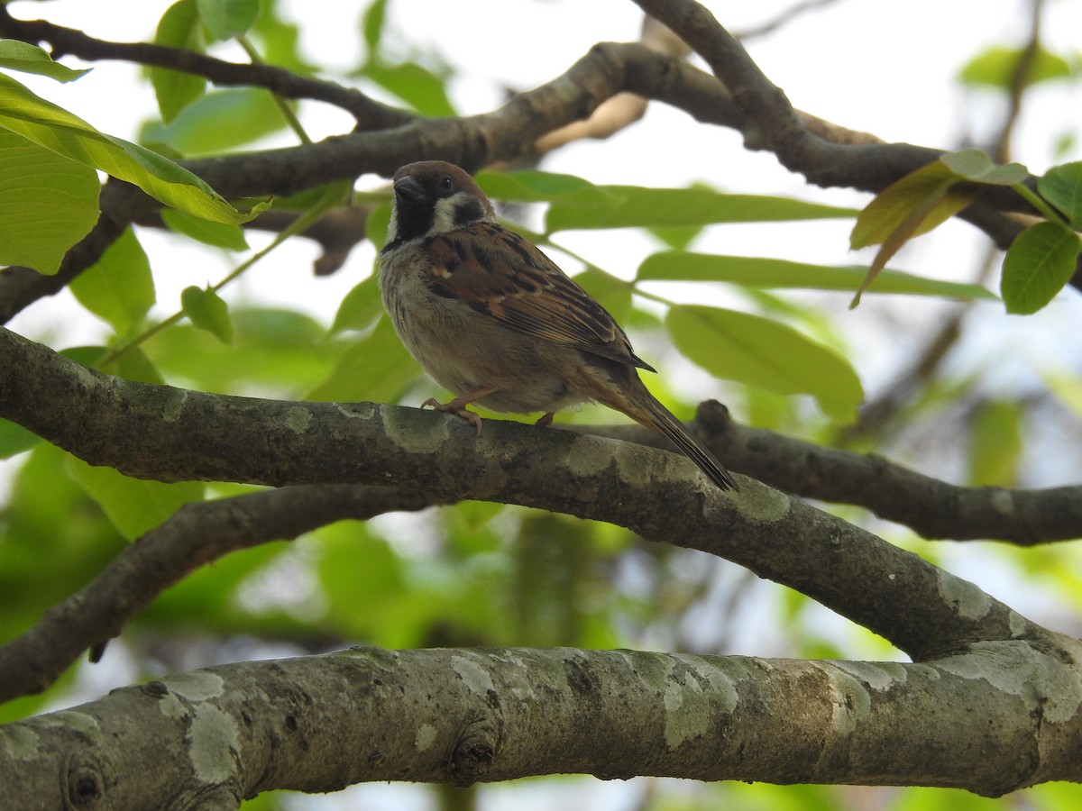 Eurasian Tree Sparrow - ML557136231