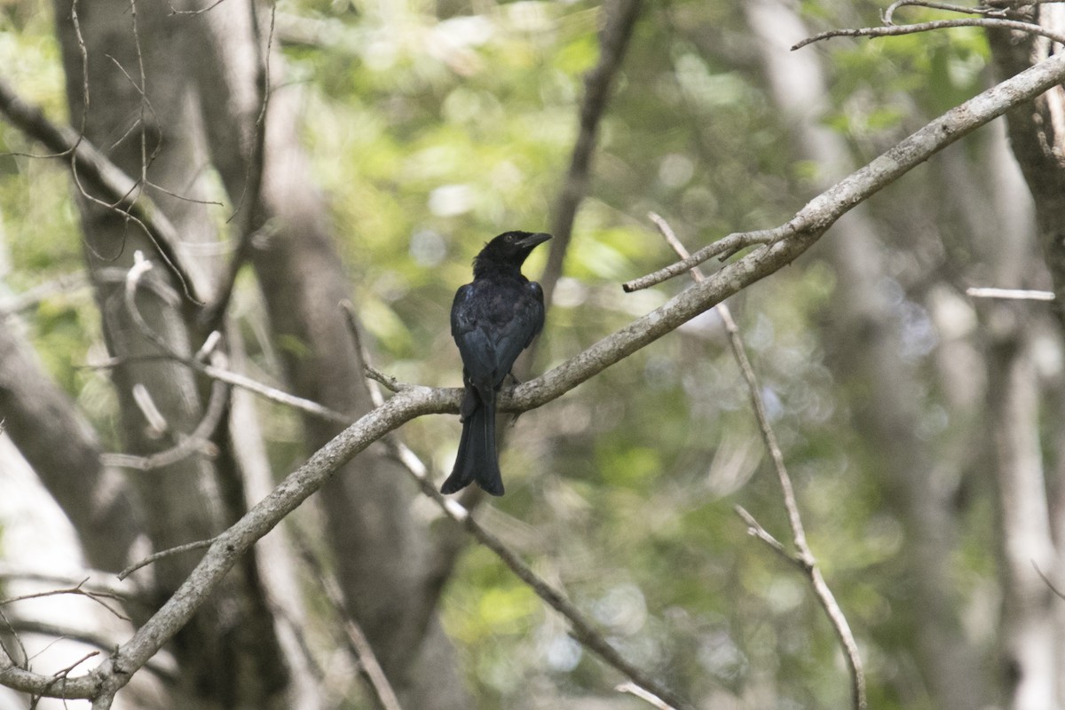 Spangled Drongo - ML557136411