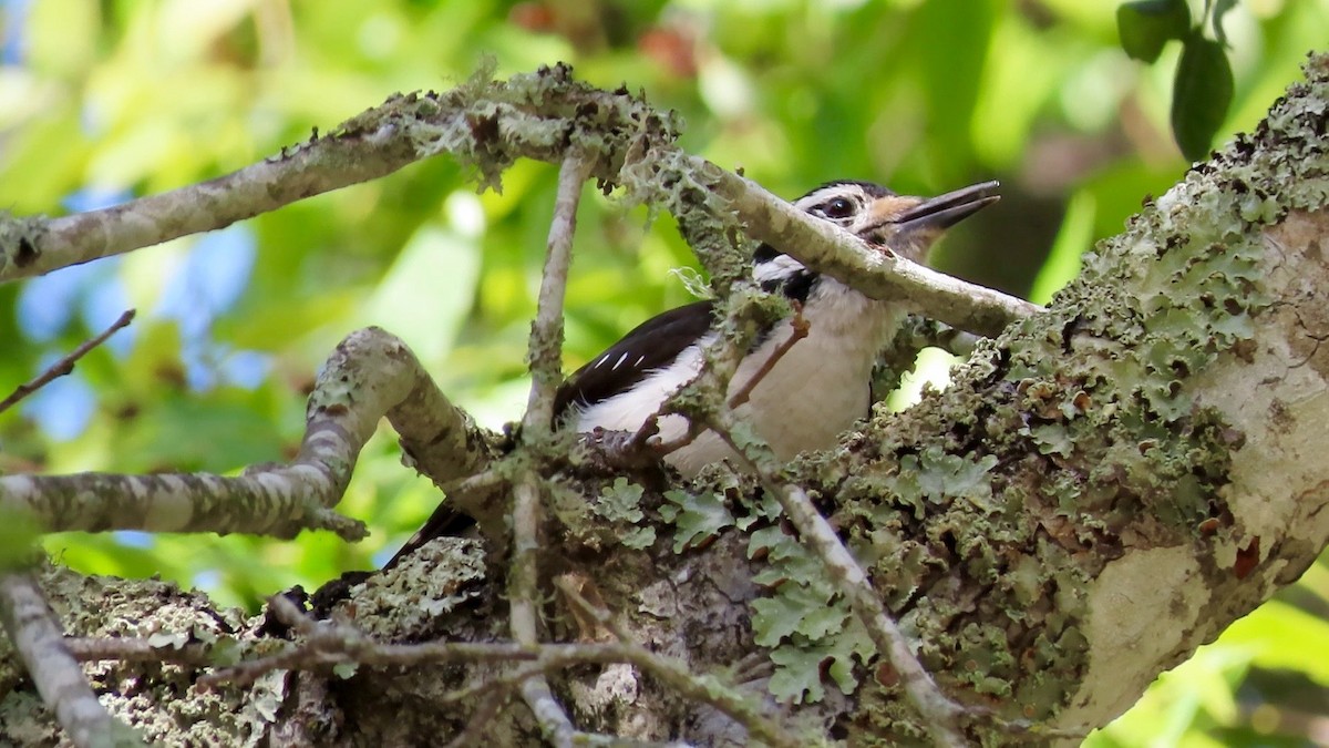 Hairy Woodpecker - ML557139681