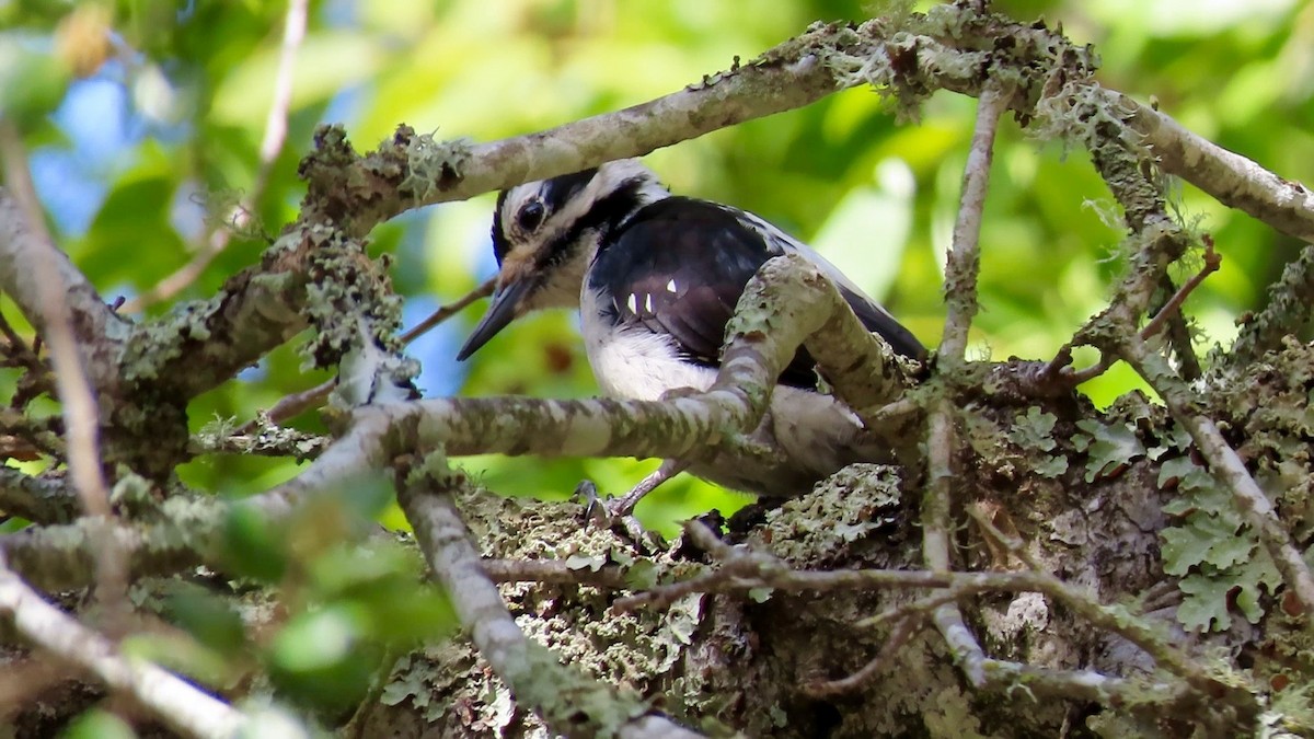 Hairy Woodpecker - ML557139691