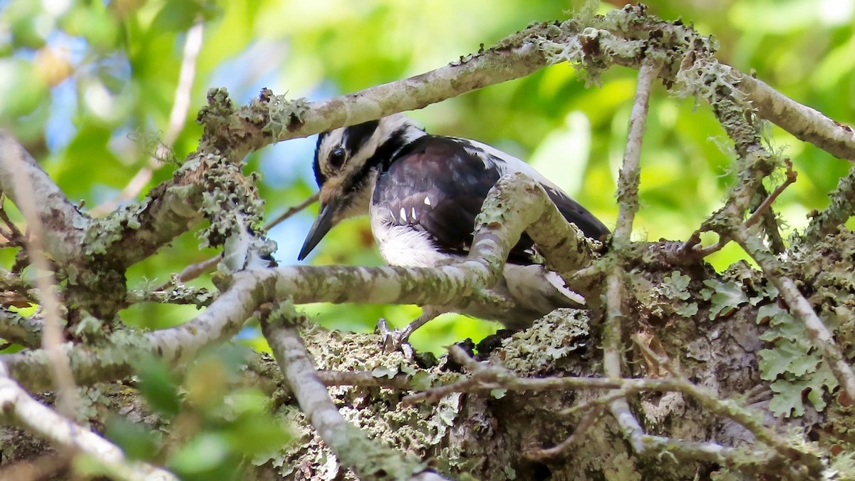 Hairy Woodpecker - ML557139721