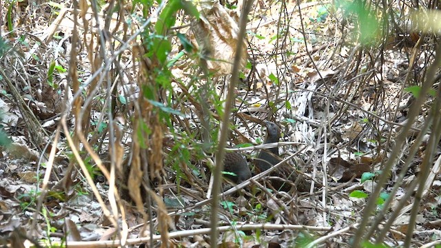 Taiwan Bamboo-Partridge - ML557141771