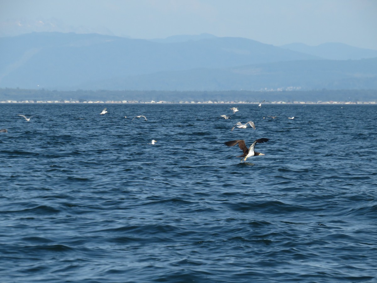 Brown Booby - ML557142241