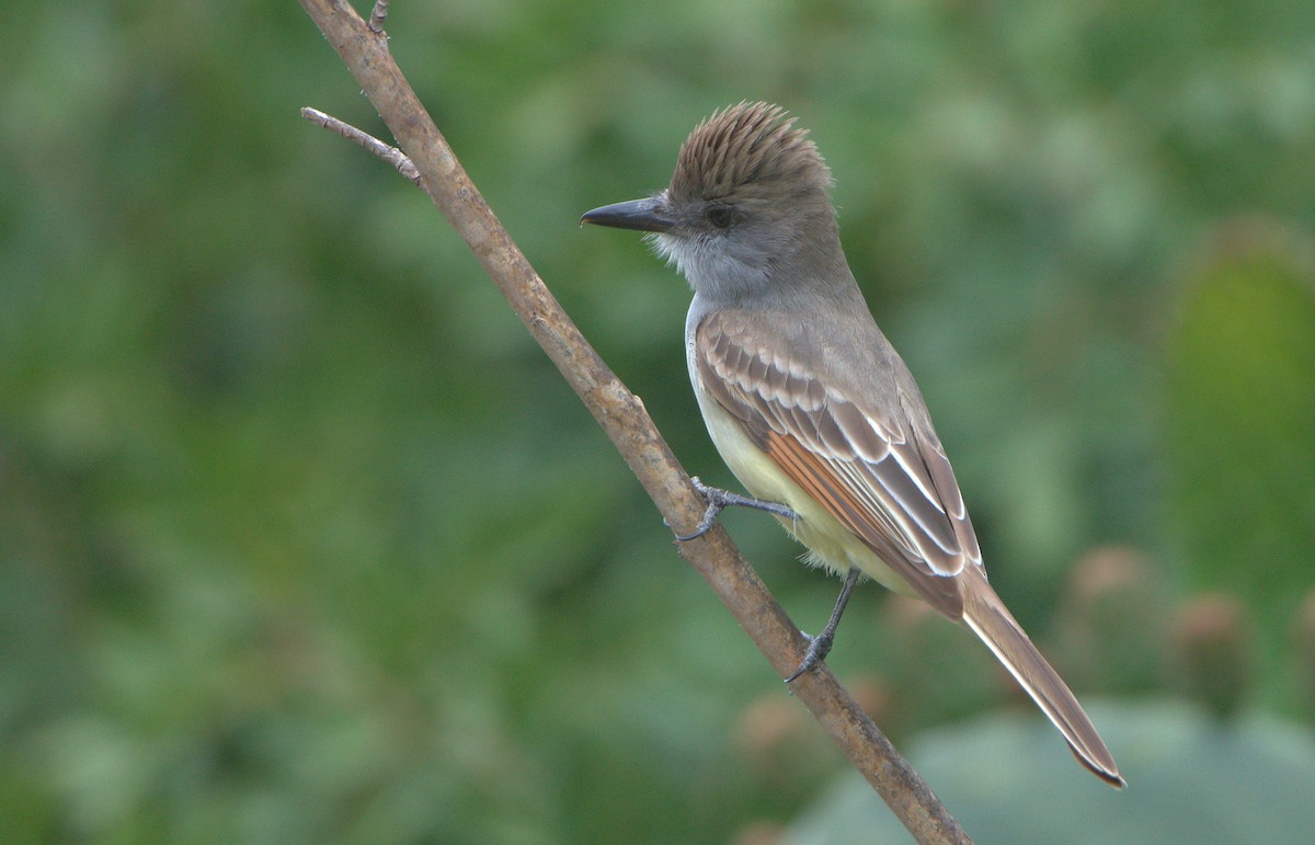 Brown-crested Flycatcher - ML557142491