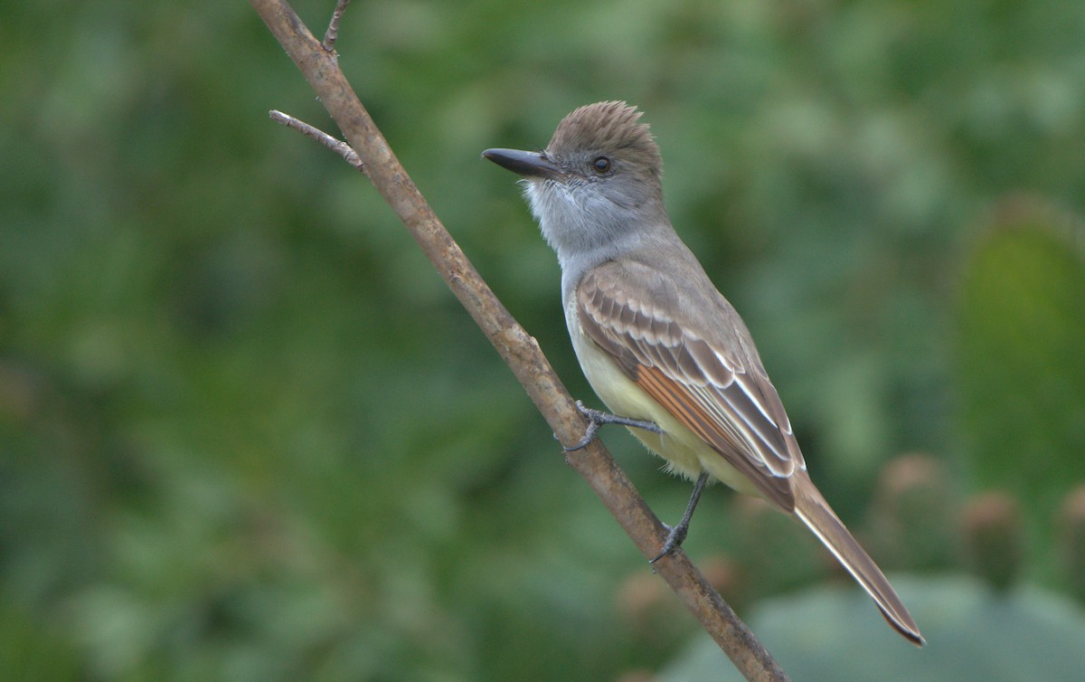 Brown-crested Flycatcher - ML557142501