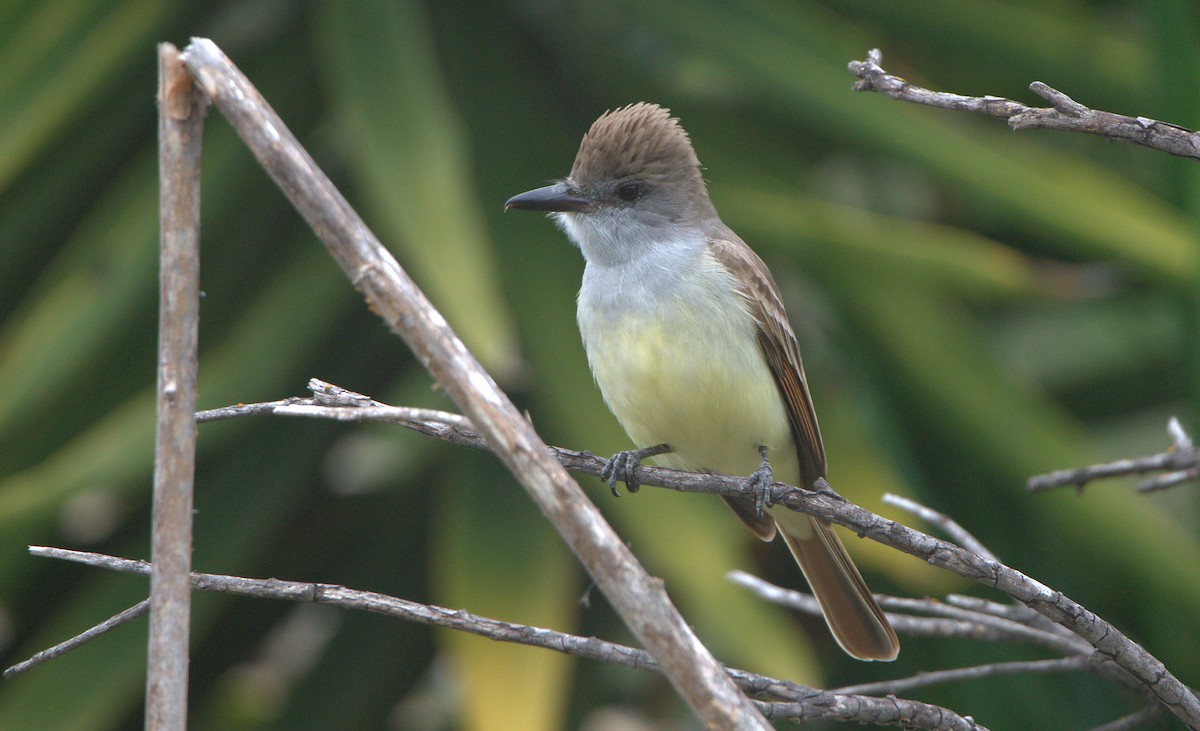 Brown-crested Flycatcher - ML557142531