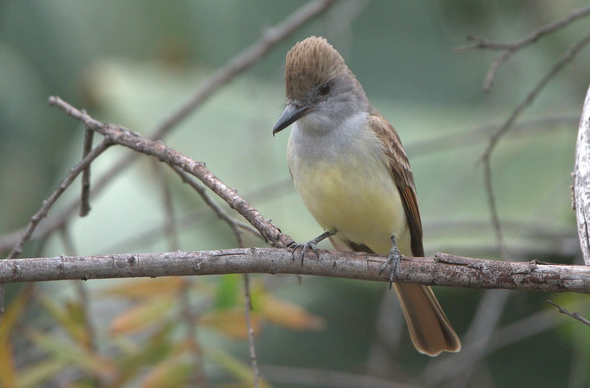 Brown-crested Flycatcher - ML557142541