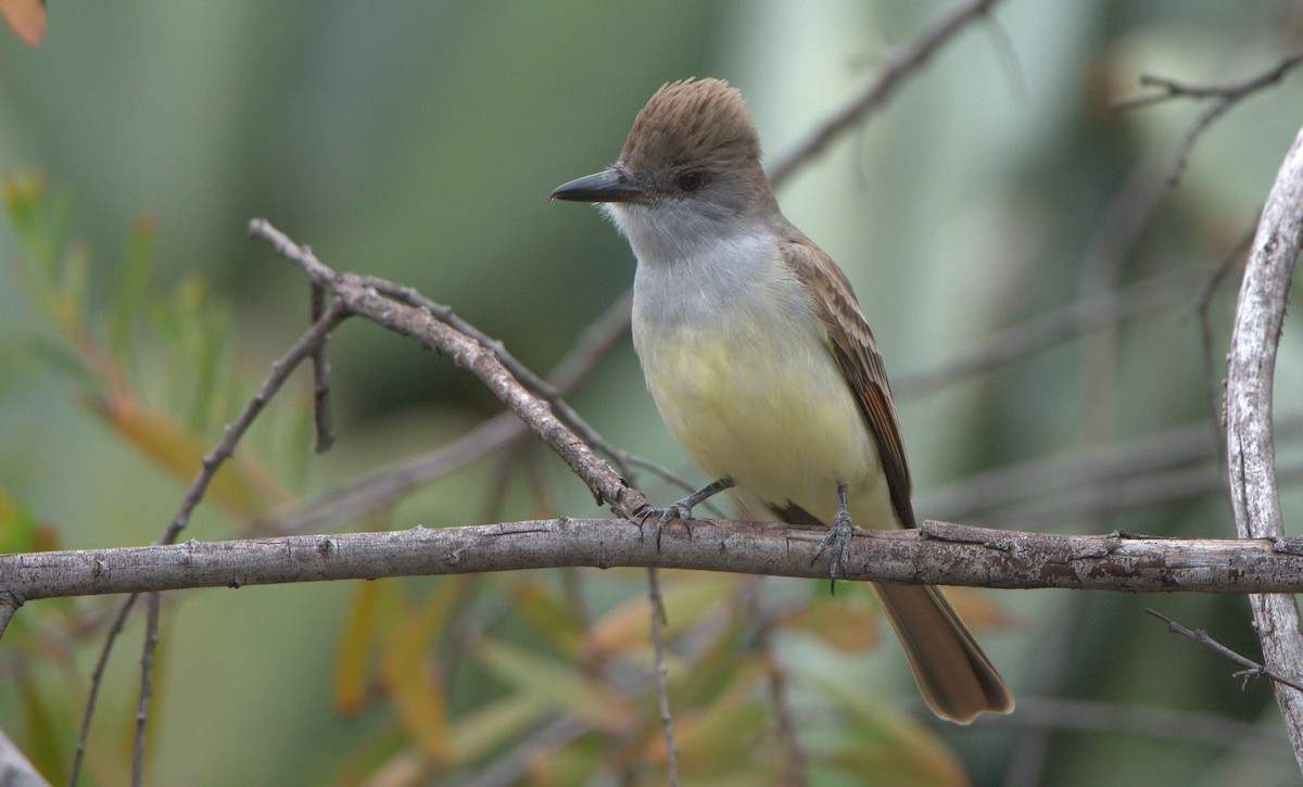 Brown-crested Flycatcher - Curtis Marantz