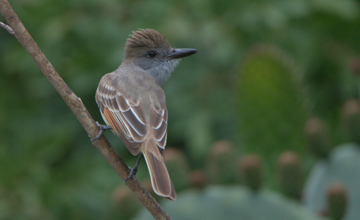 Brown-crested Flycatcher - ML557142601